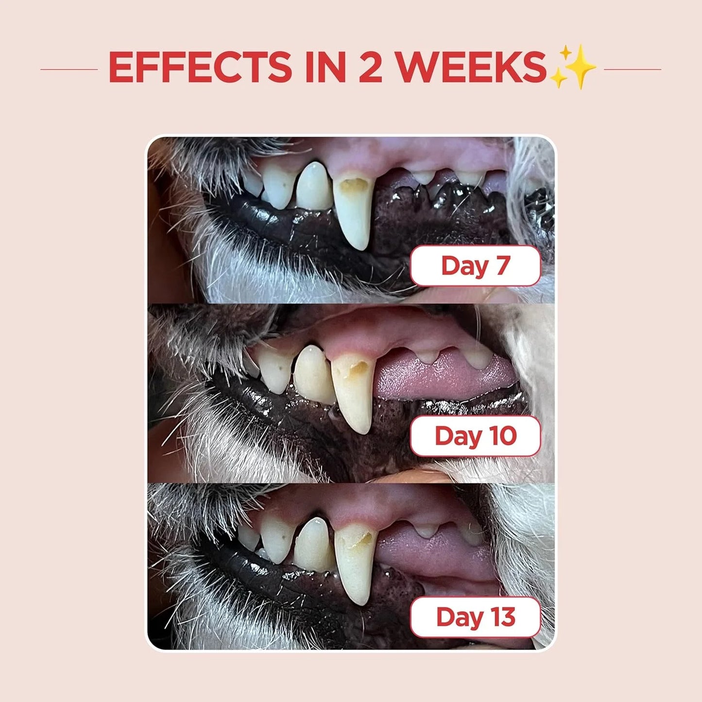 1 Piece Dog Toothbrush with Soft Bristles