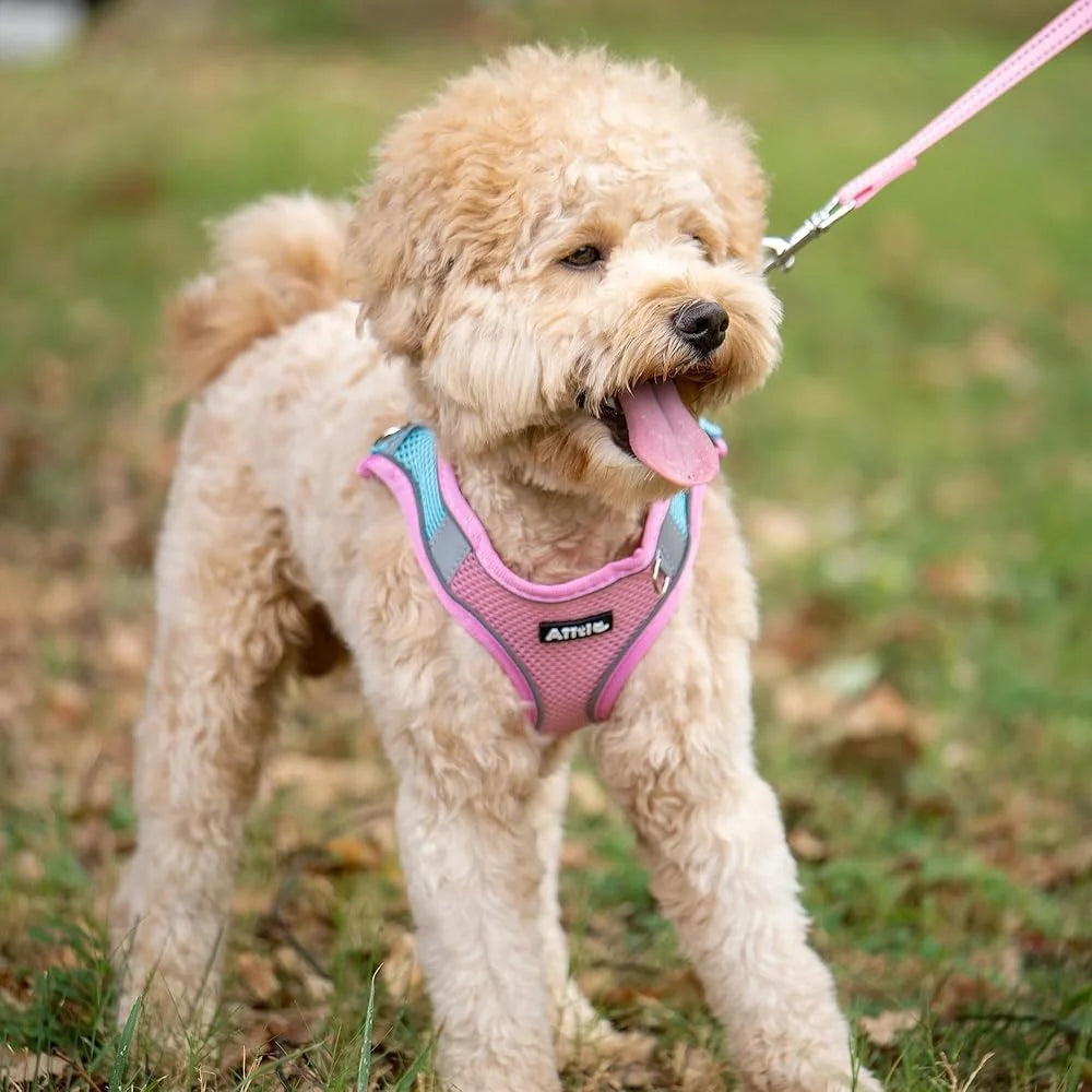 No Pull Dog Harness Leash Set