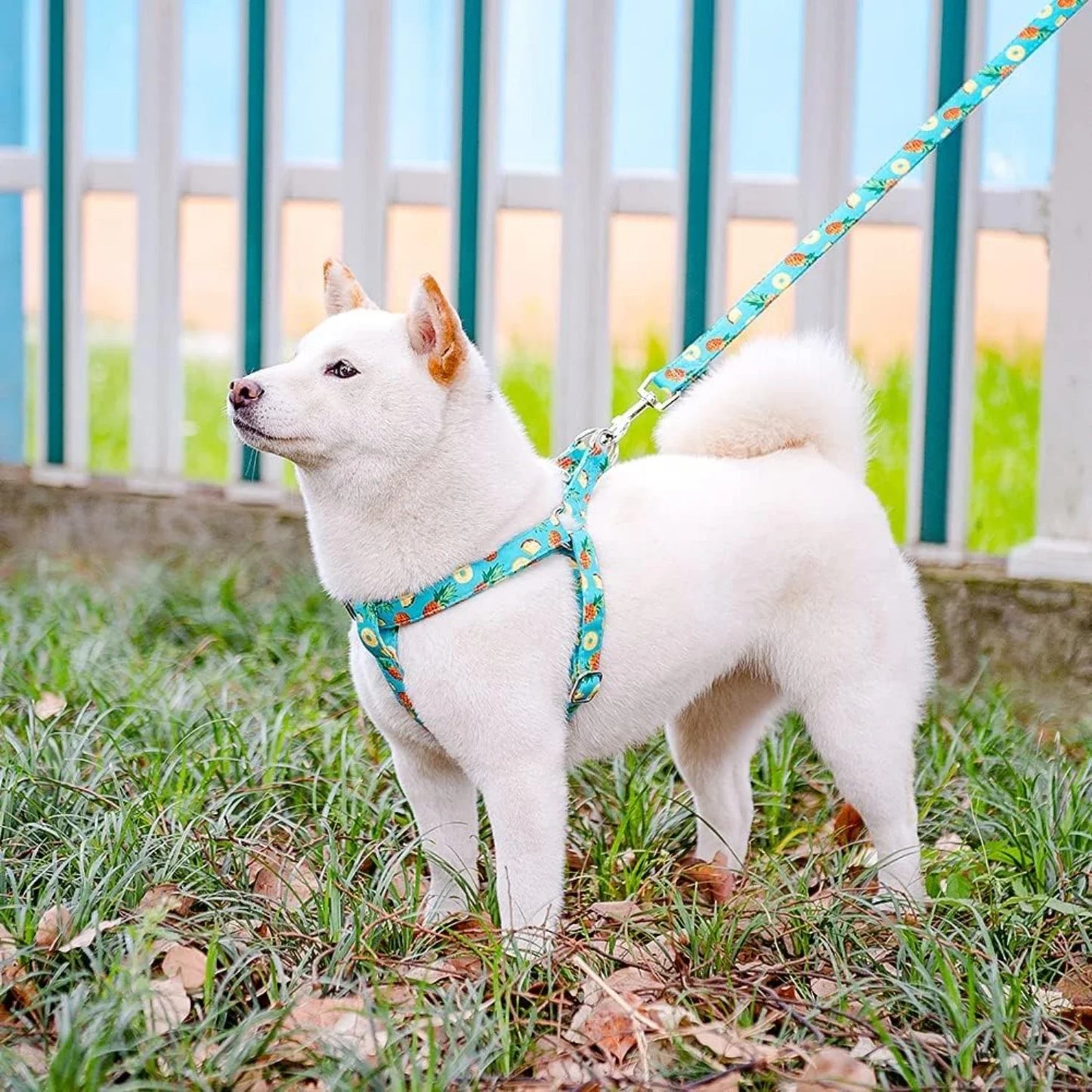 Comfortable Adjustable Heavy Duty No Pull Harness and Leash Set