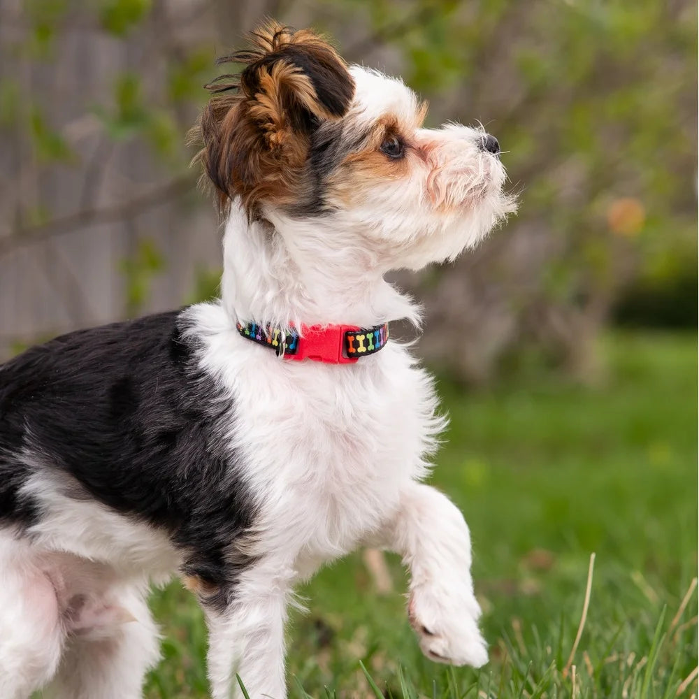 Multicolored Bone Print Dog Collar Adjustable and Easy Clean