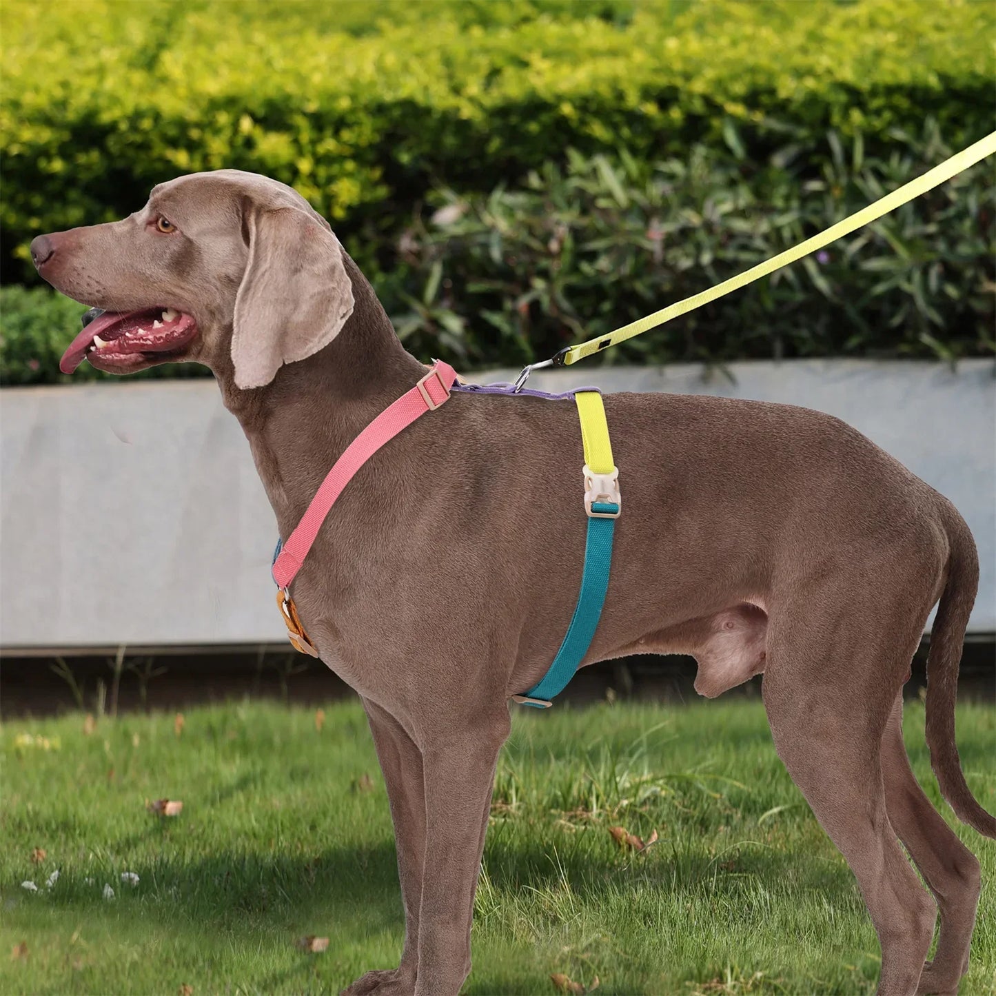 No Pull Adjustable Breathable Dog Harness for Easy Training