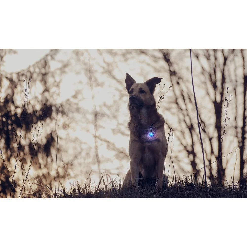 LED Light Visible Night Walking Safety Charm Dog Collar Multiple Colors