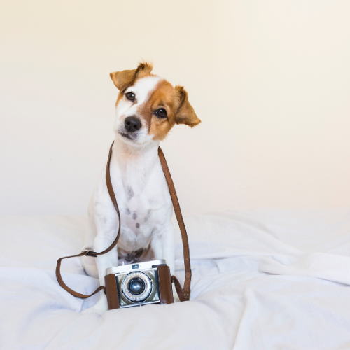 Pet Technology and Smart Gadgets