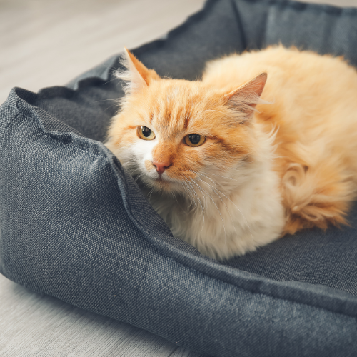 Pet Beds and Furniture