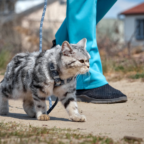 Pet Accessories and Apparel