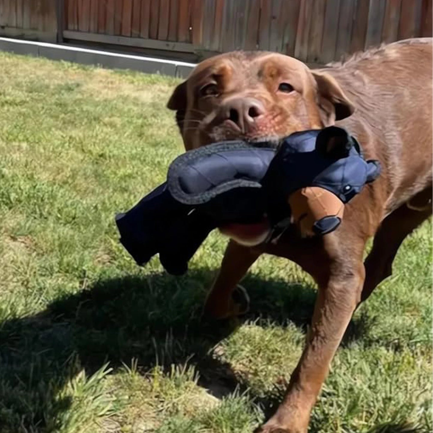 Unbreakable Squeaky Teddy Bear Dog Toy