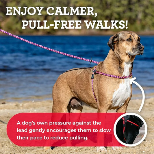 No Pull Dog Harness and Leash